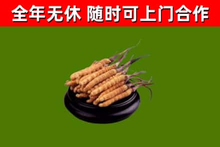 宏伟烟酒回收冬虫夏草.jpg