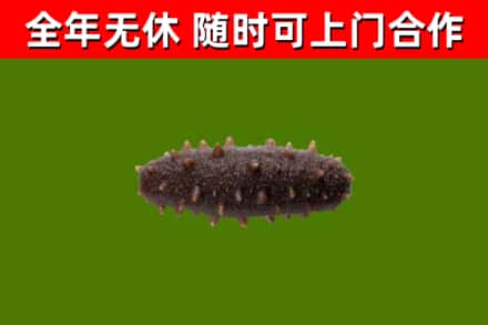 宏伟回收海参干